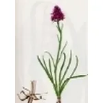 nigritella nigra