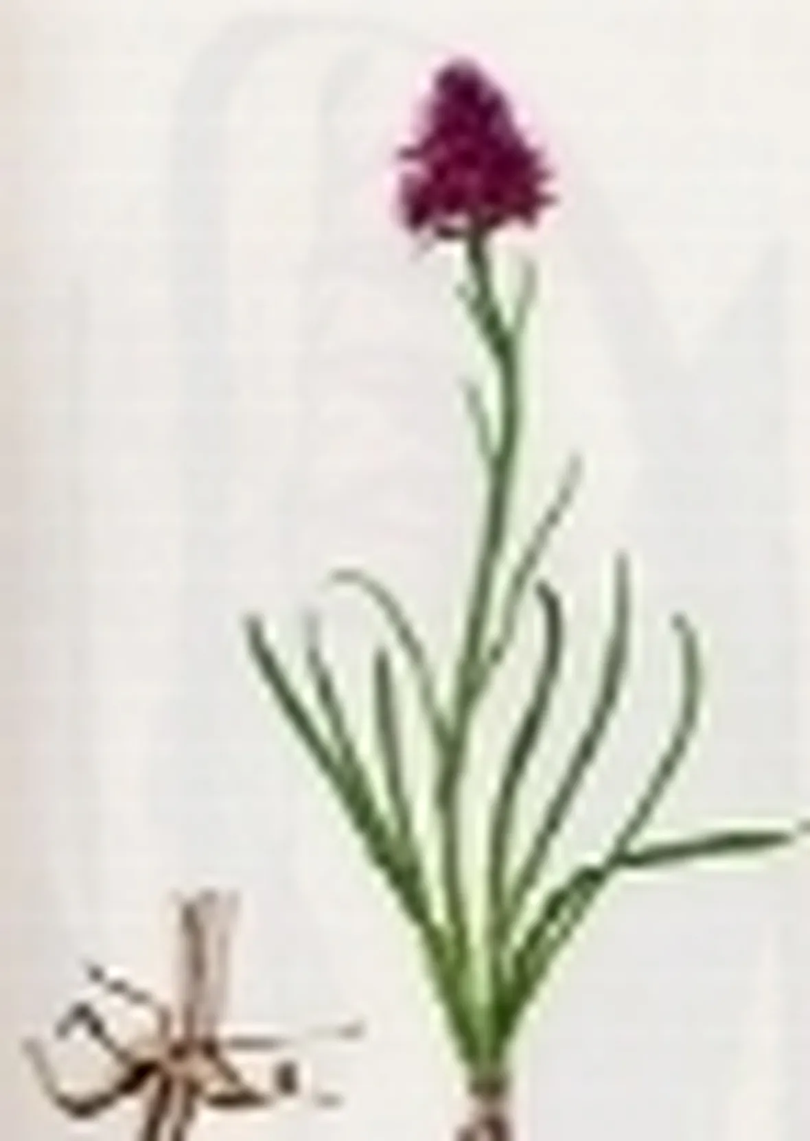 nigritella nigra