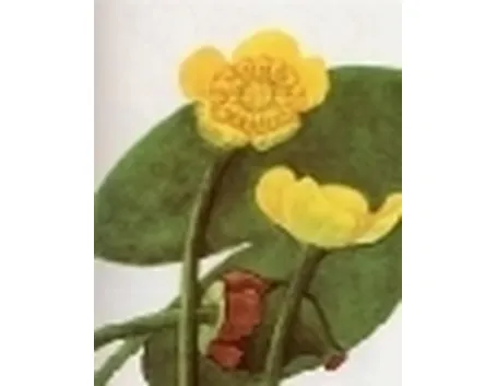 nuphar luteum