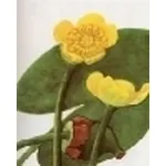 nuphar luteum