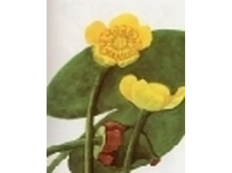 nuphar luteum