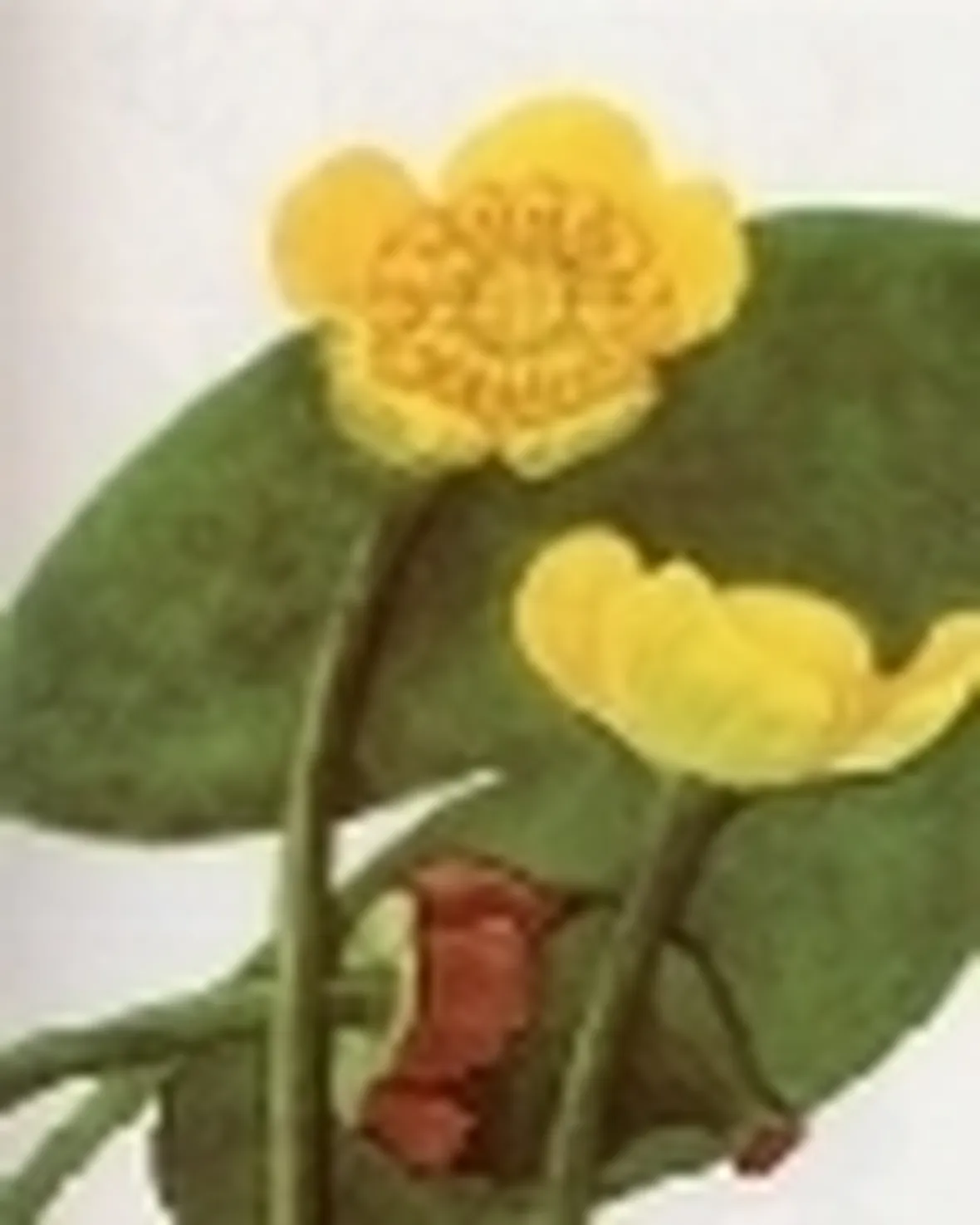 nuphar luteum