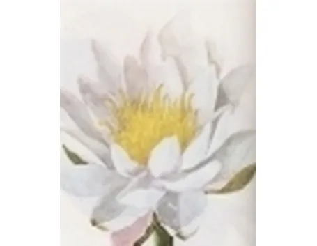 nymphaea alba