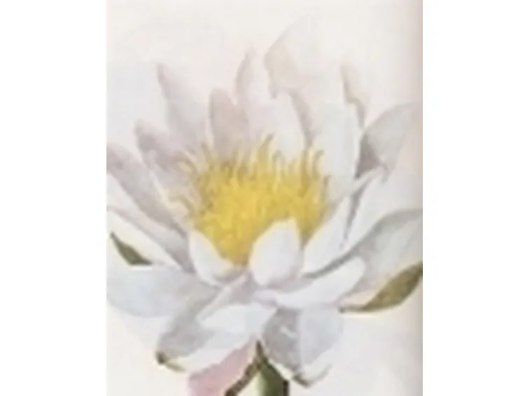 nymphaea alba