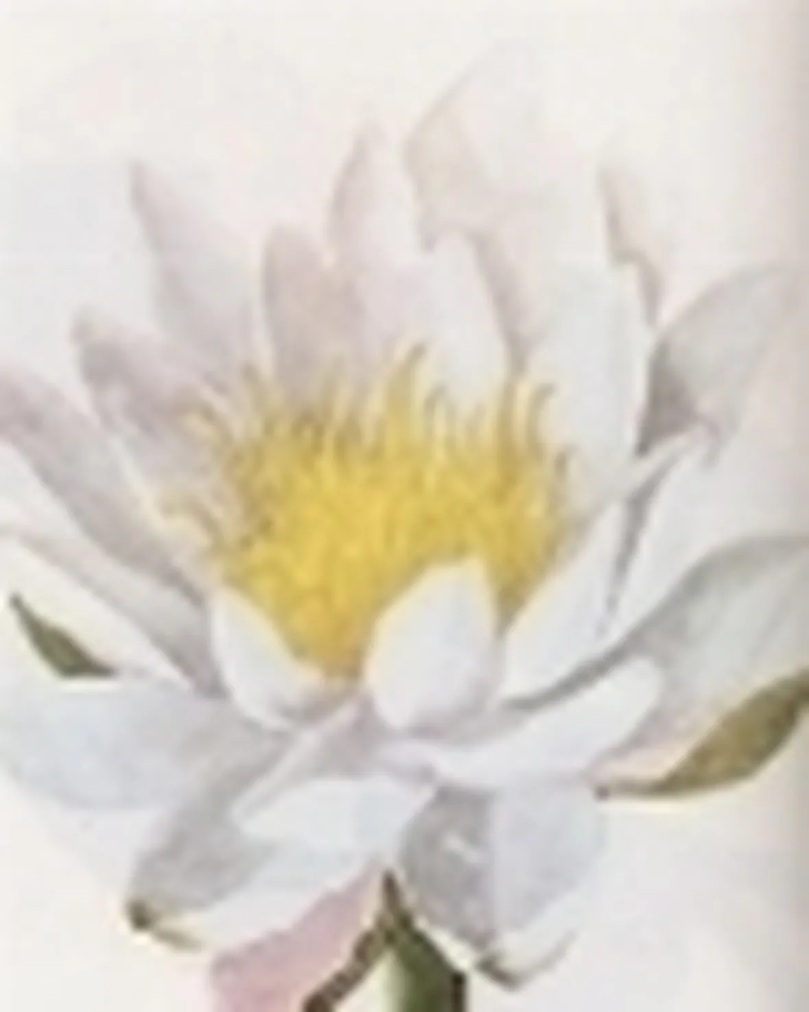 nymphaea alba