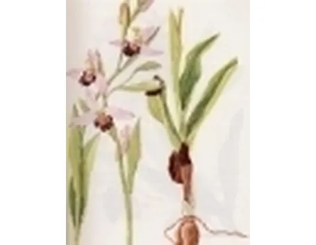 ophrys arachnites