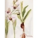 ophrys arachnites