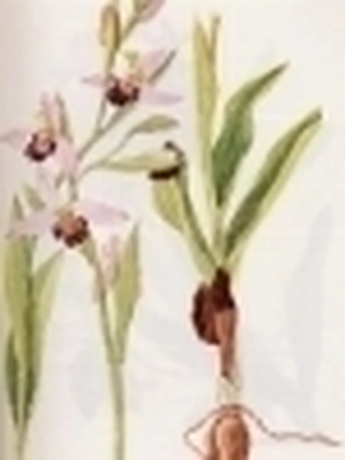 ophrys arachnites
