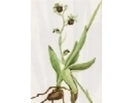 ophrys saranifera