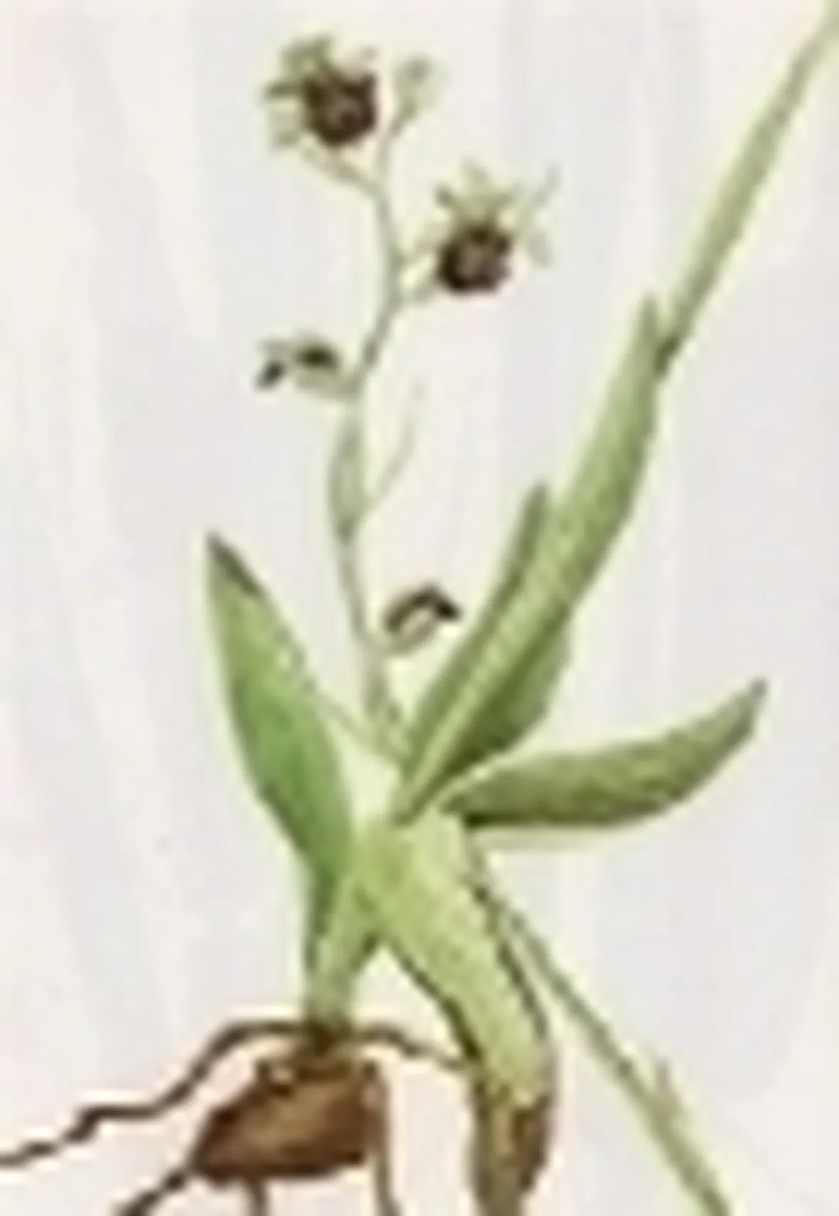 ophrys saranifera