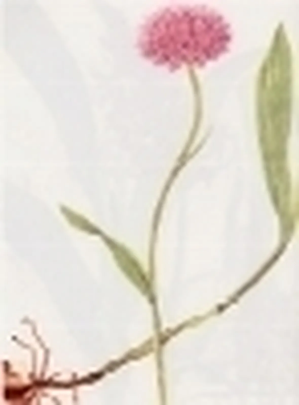 orchis globosa 
