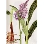 orchis maculata