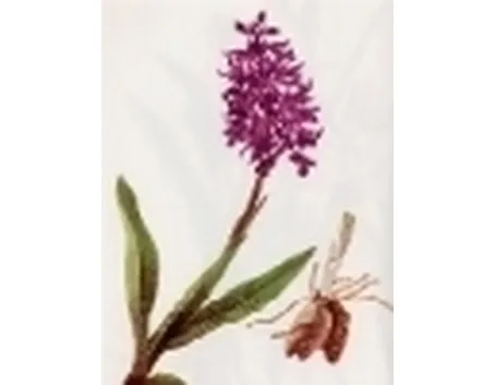 orchis mascula