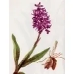 orchis mascula