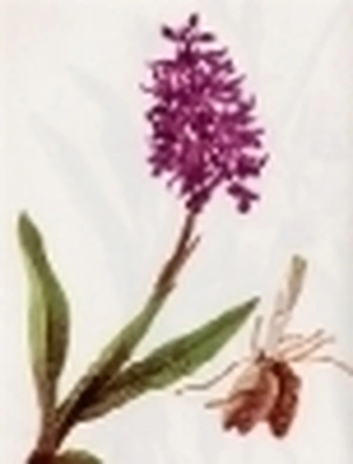orchis mascula
