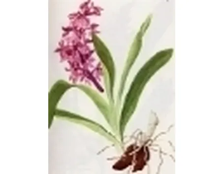 orchis mascula speciosa