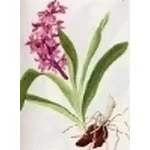 orchis mascula speciosa