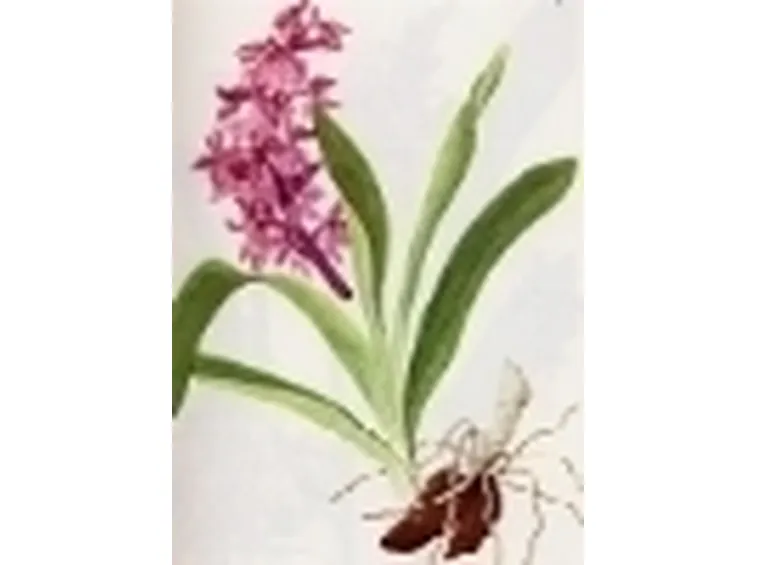 orchis mascula speciosa