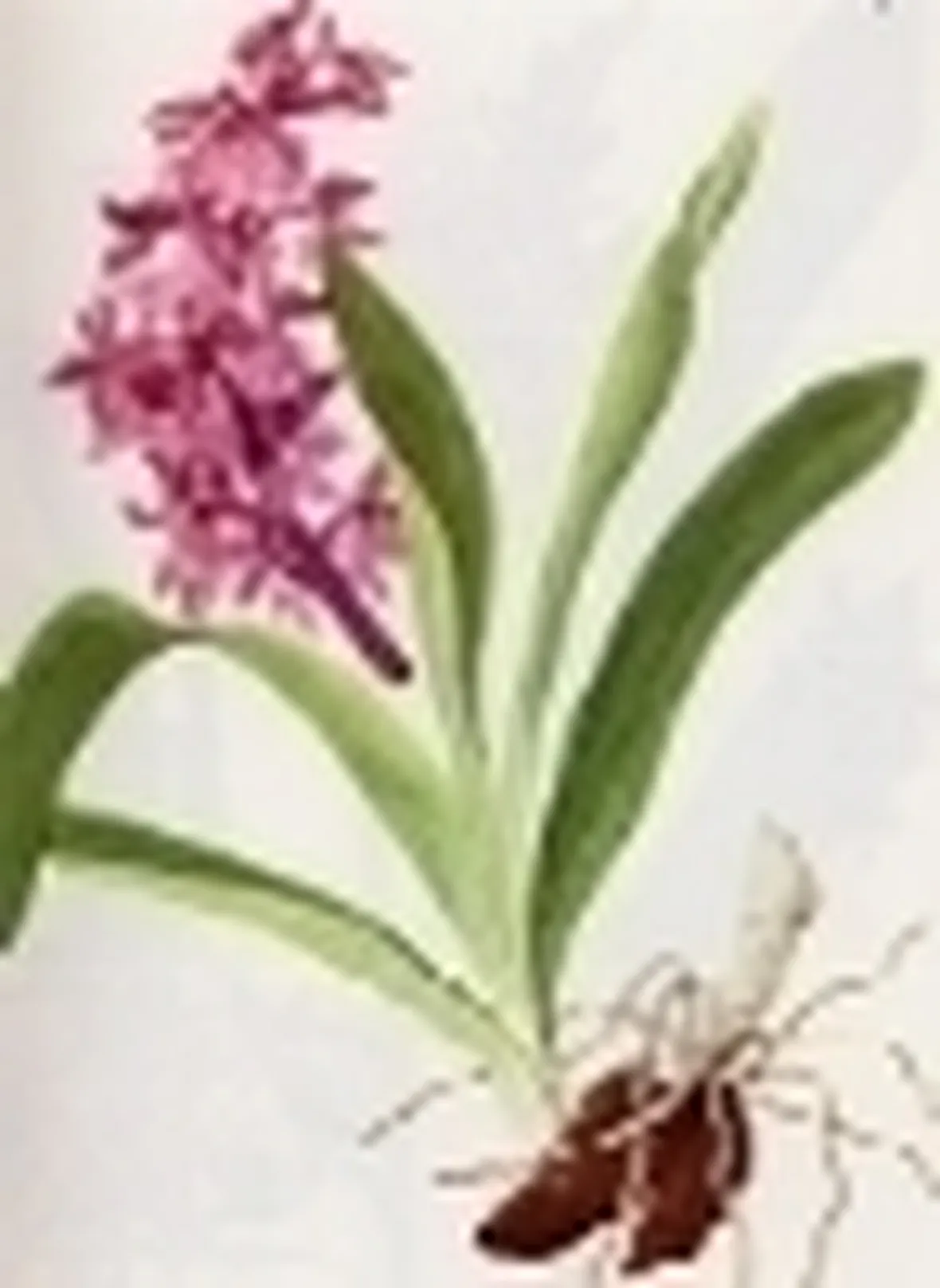 orchis mascula speciosa