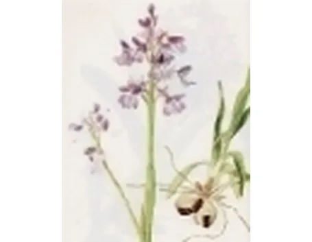 orchis morio