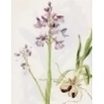 orchis morio
