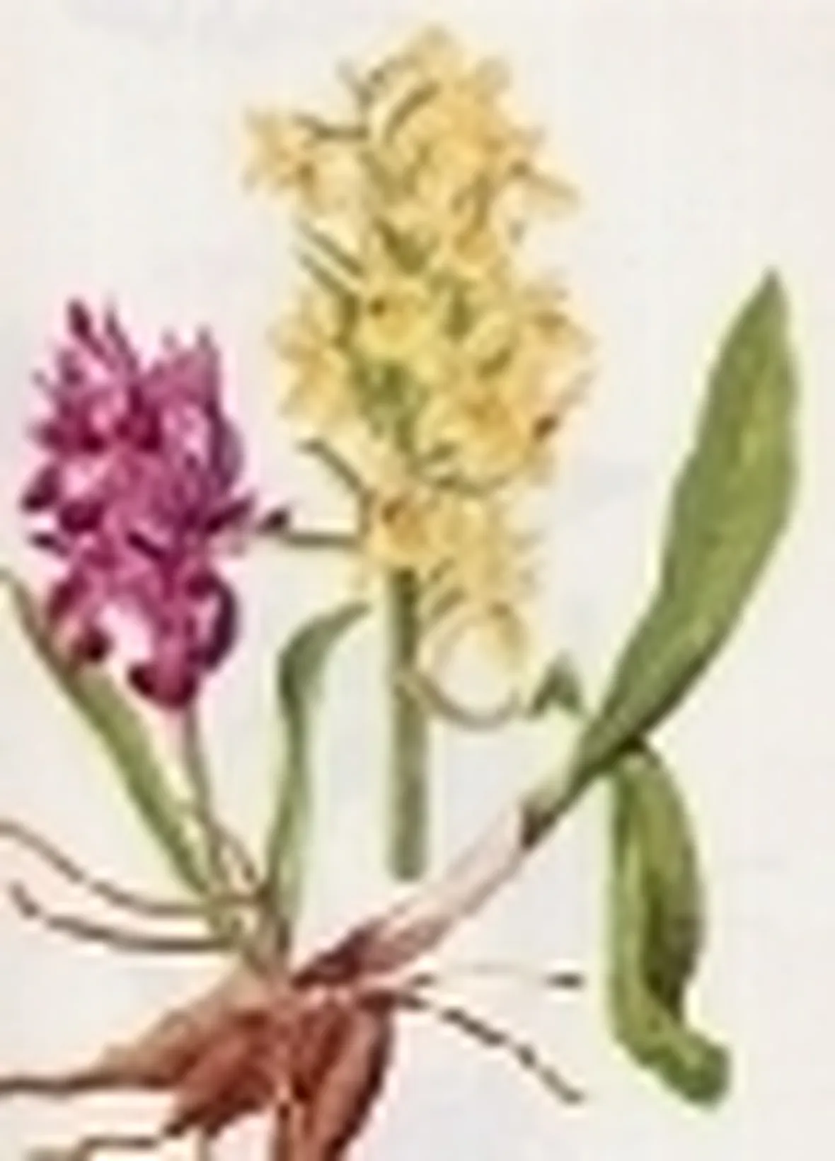orchis sambucina