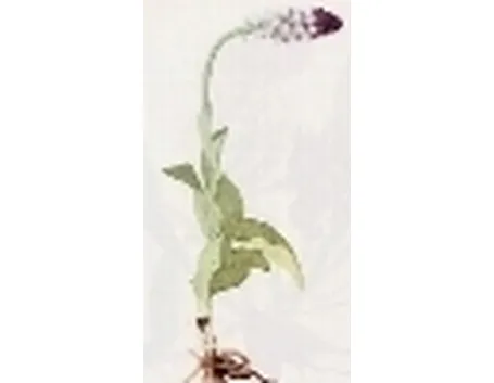 orchis sustulata