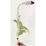 orchis sustulata