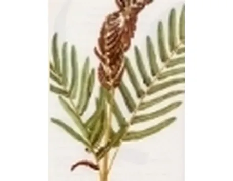 osmunda regalis, felce florida
