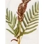 osmunda regalis, felce florida