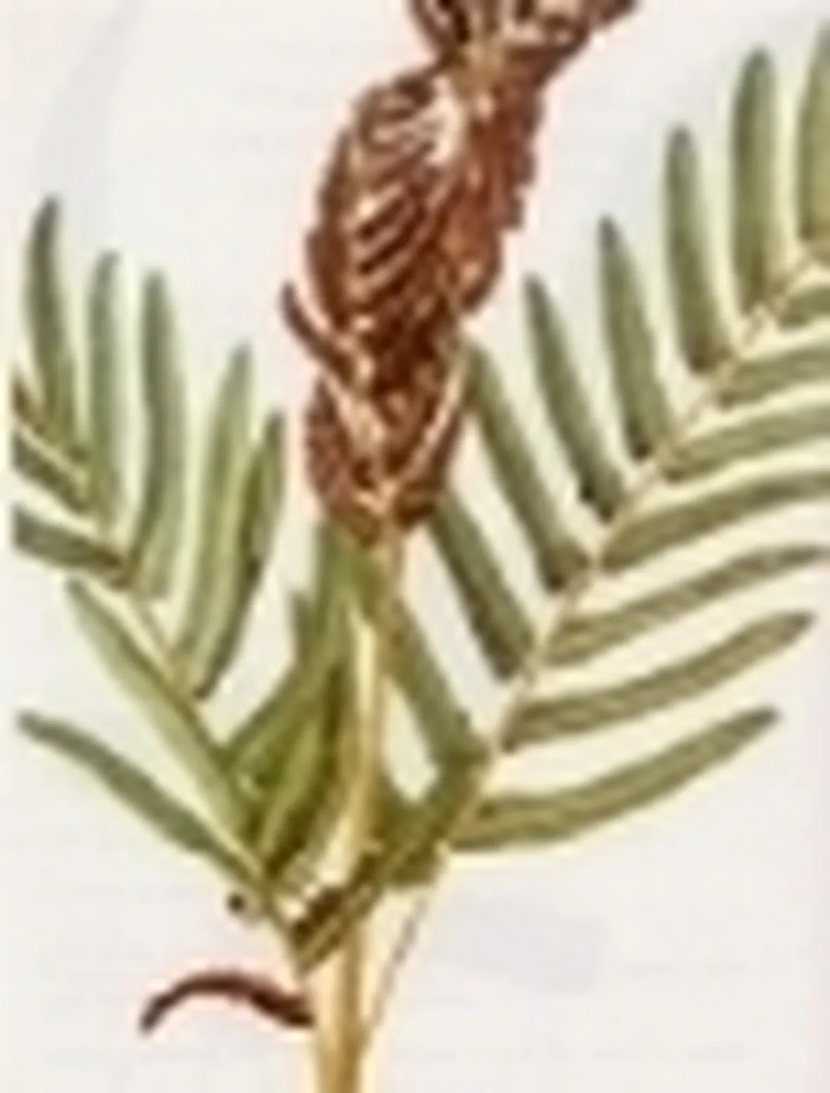 osmunda regalis, felce florida