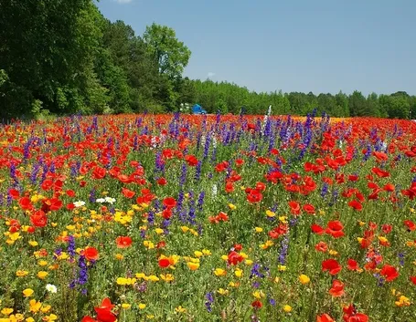 vegetazione spontanea