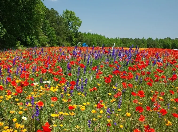 vegetazione spontanea
