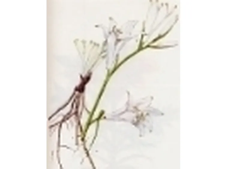paradisea liliastrum