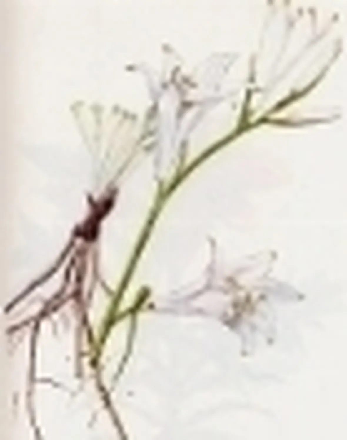 paradisea liliastrum