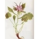physoplexis comosa