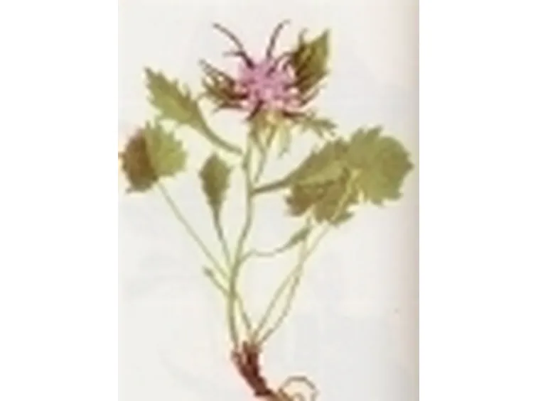 physoplexis comosa