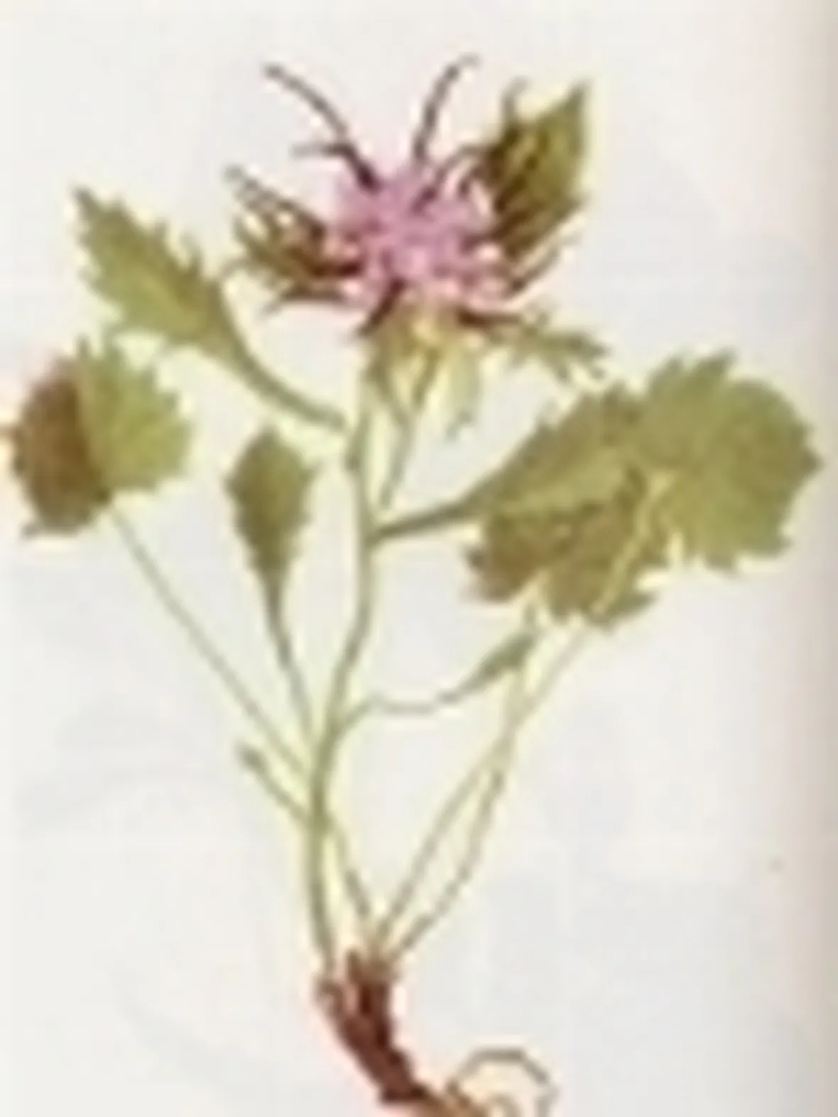 physoplexis comosa