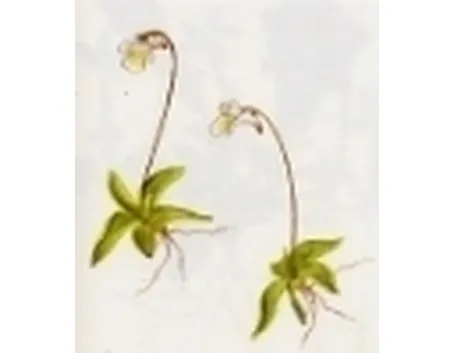 pinguicula alpina