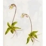 pinguicula alpina