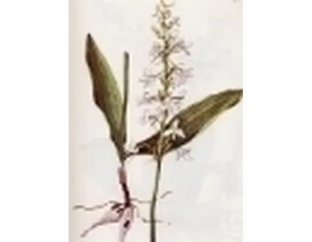 platanthera bifolia