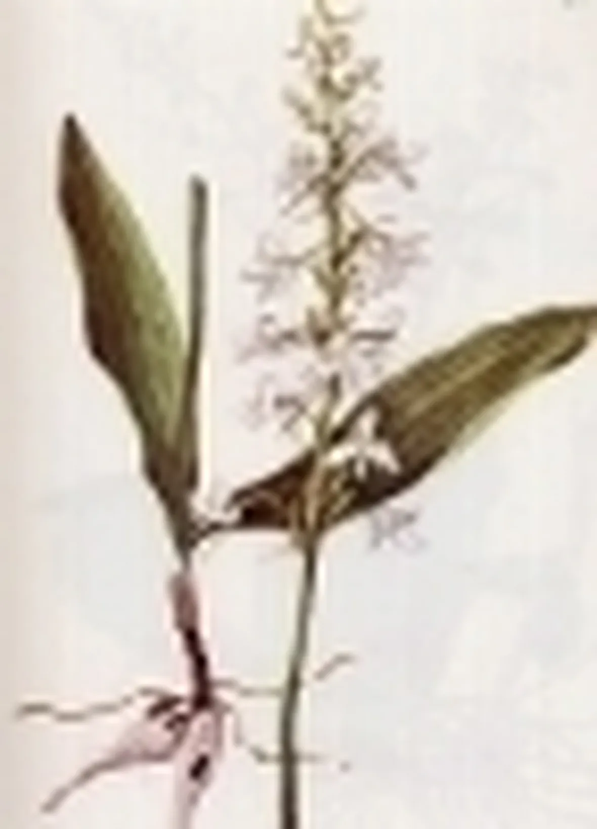 platanthera bifolia