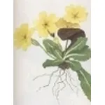 primula acaulis