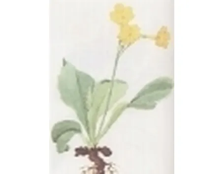 primula auricula