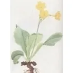 primula auricula