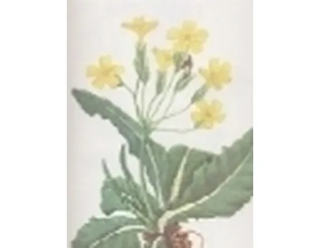 primula elatior