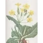 primula elatior