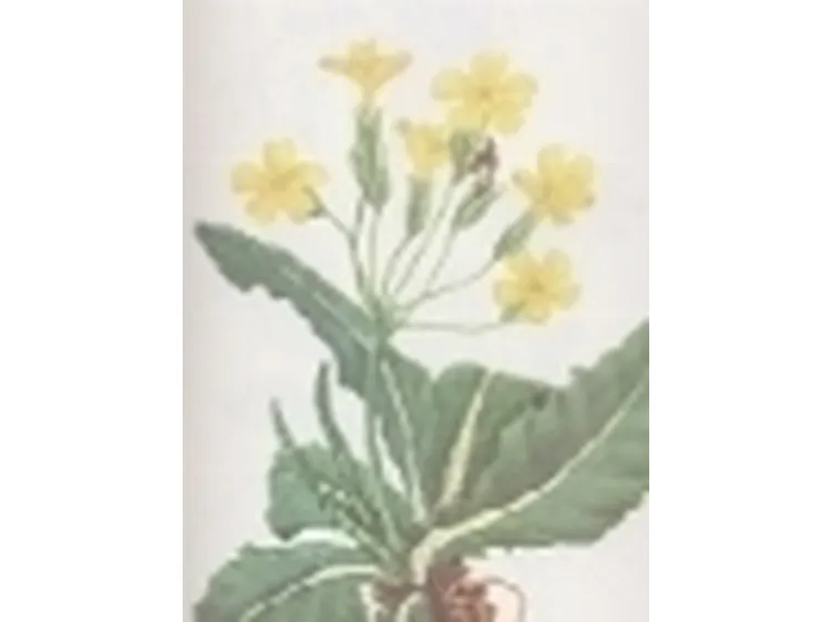 primula elatior