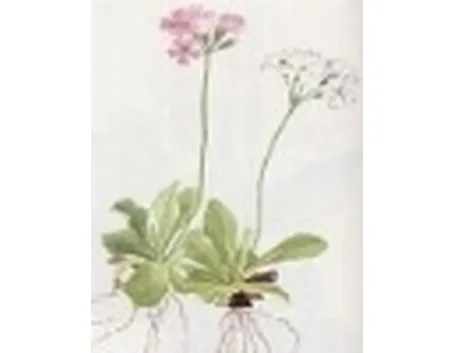 primula farinosa