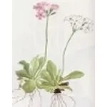 primula farinosa